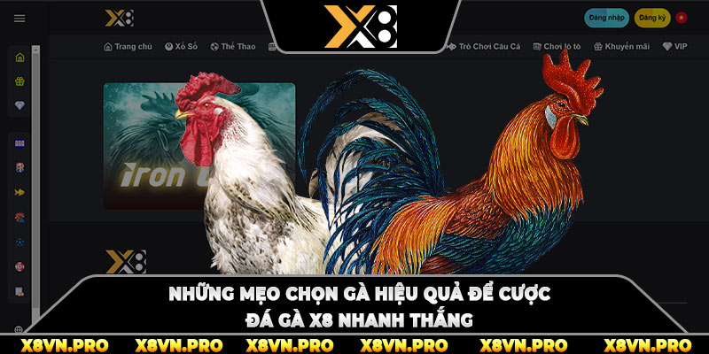 Những mẹo chọn gà hiệu quả để cược đá gà x8 nhanh thắng